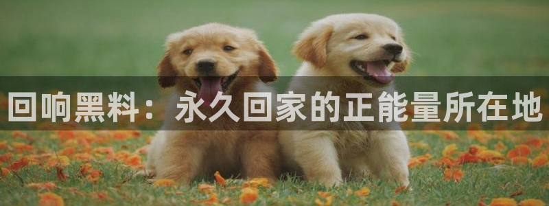 吃小瓜舌头尖疼是为什么：回响黑料：永久回家的正能量所在地